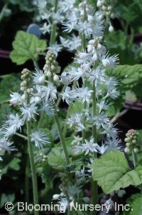 Tiarella cordifolia 'Eco Running Tapestry'          